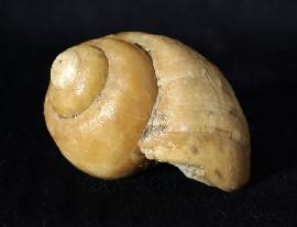 Ampullina sp. (FRUSSAC 1822) - Bild © FossNet FossilienStore